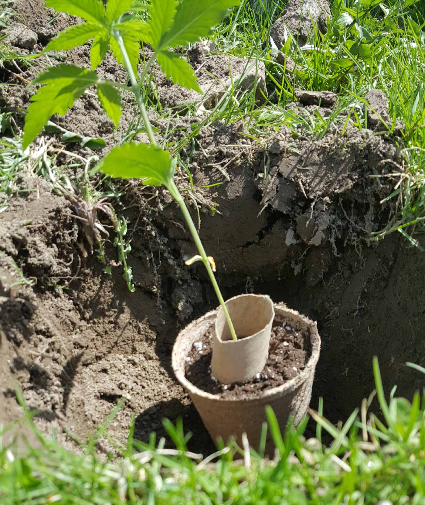 plant in a hole ready to be buried