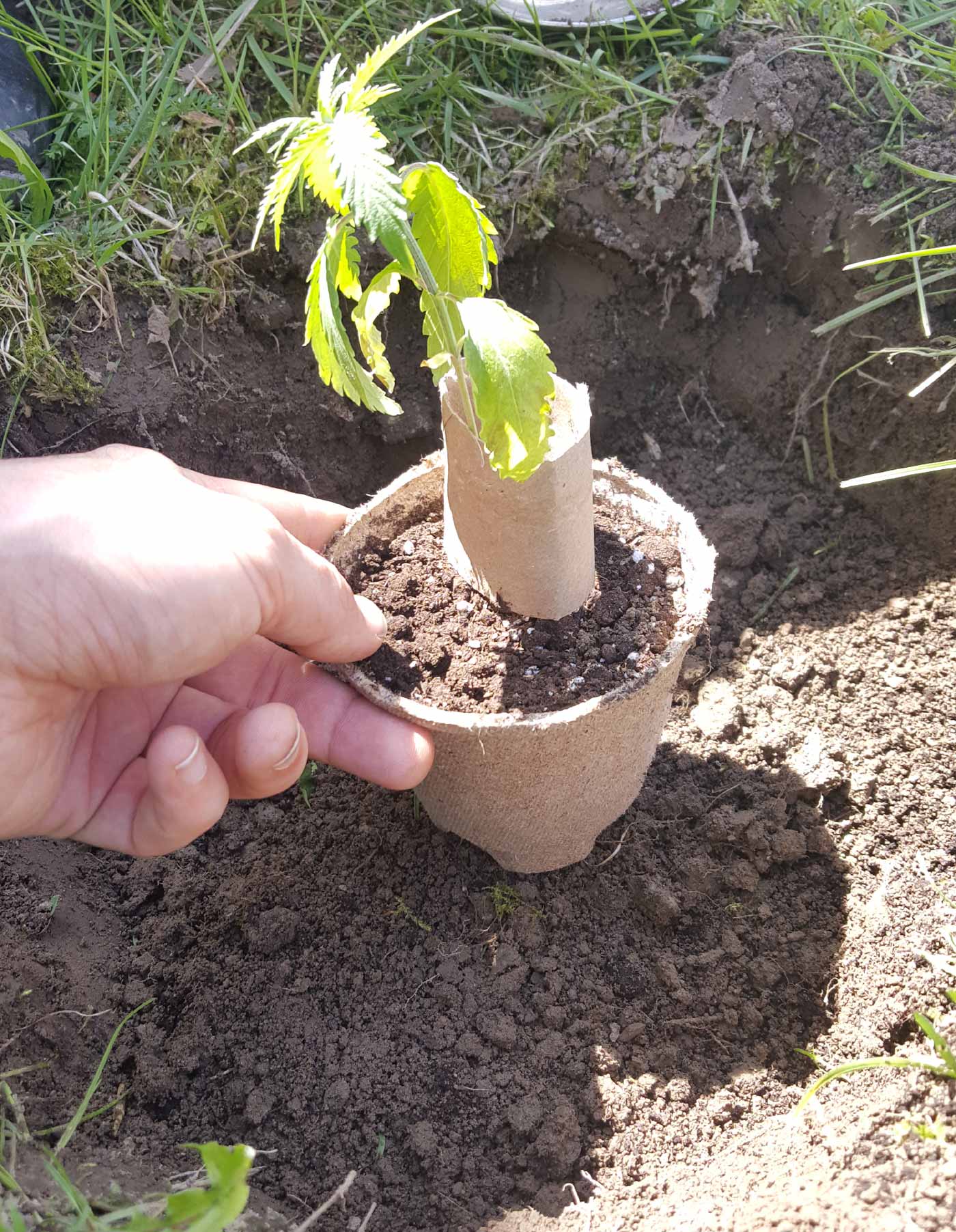 visual sizing of the hole, about 6 inches wide