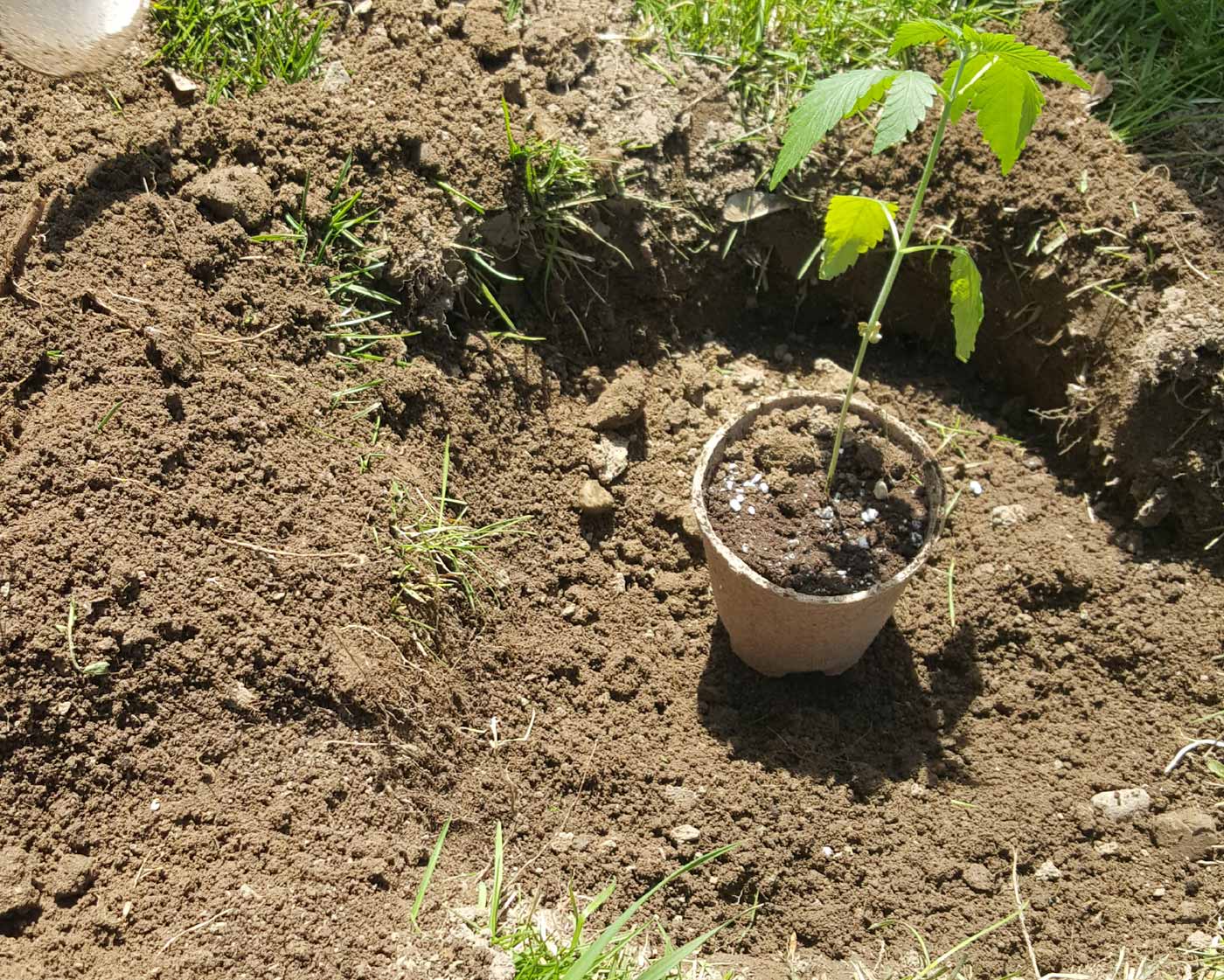 plant in a hole ready to be buried