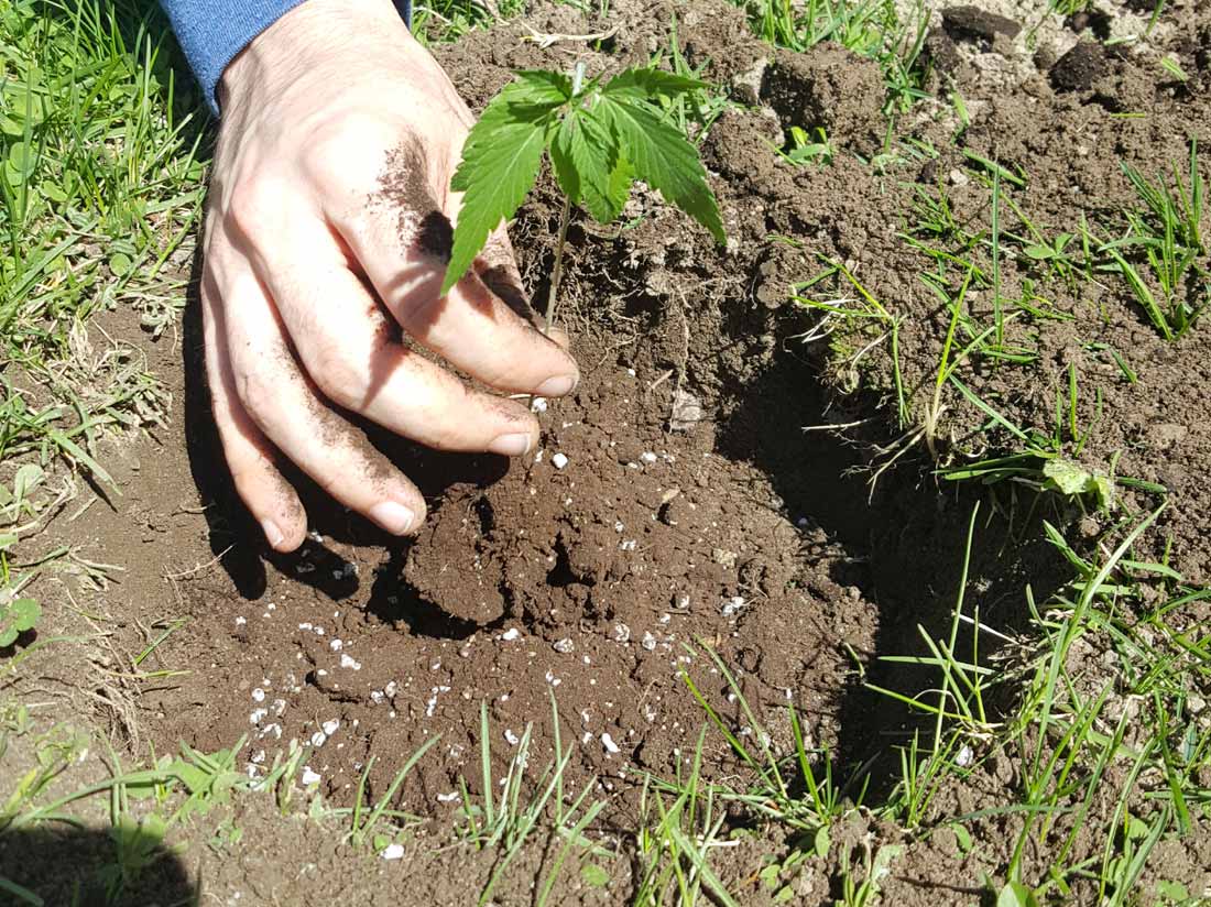 stems showing through the soil before being buried