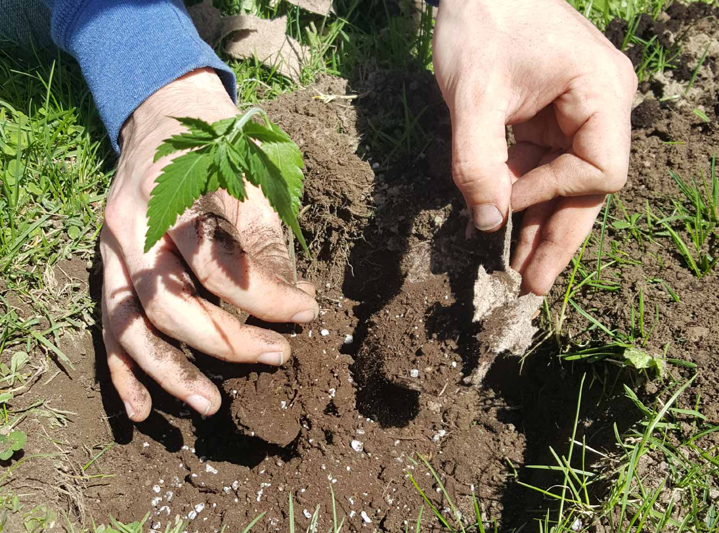 plant in a hole ready to be buried