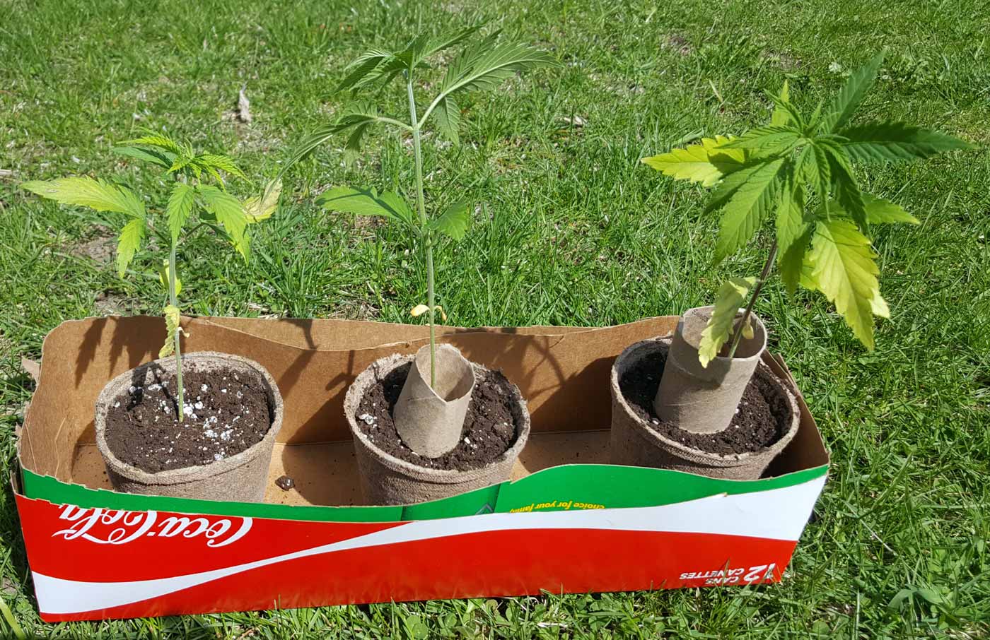 3 seedlings ready to go into the ground