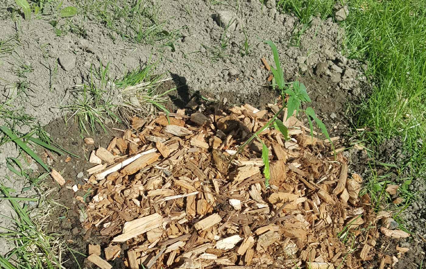 plant in a hole ready to be buried