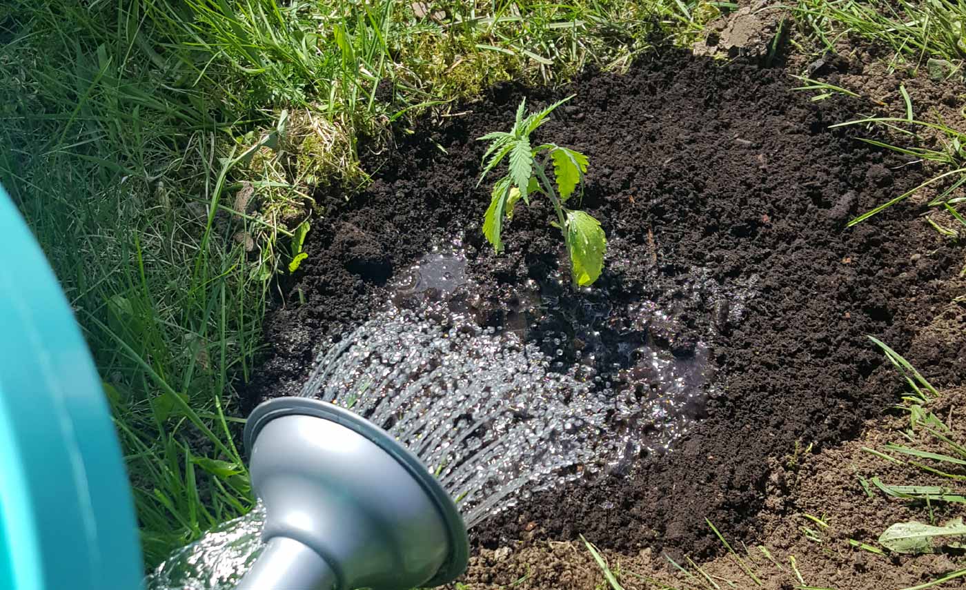 plant in the ground soaked with water