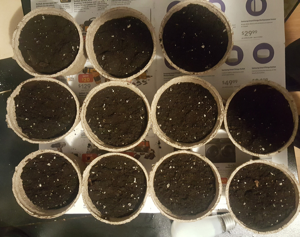 11 peat pots filled with soil in a box