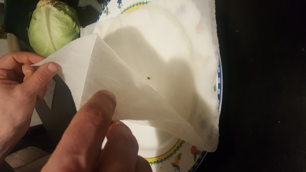 Folding a paper towel over 6 seeds