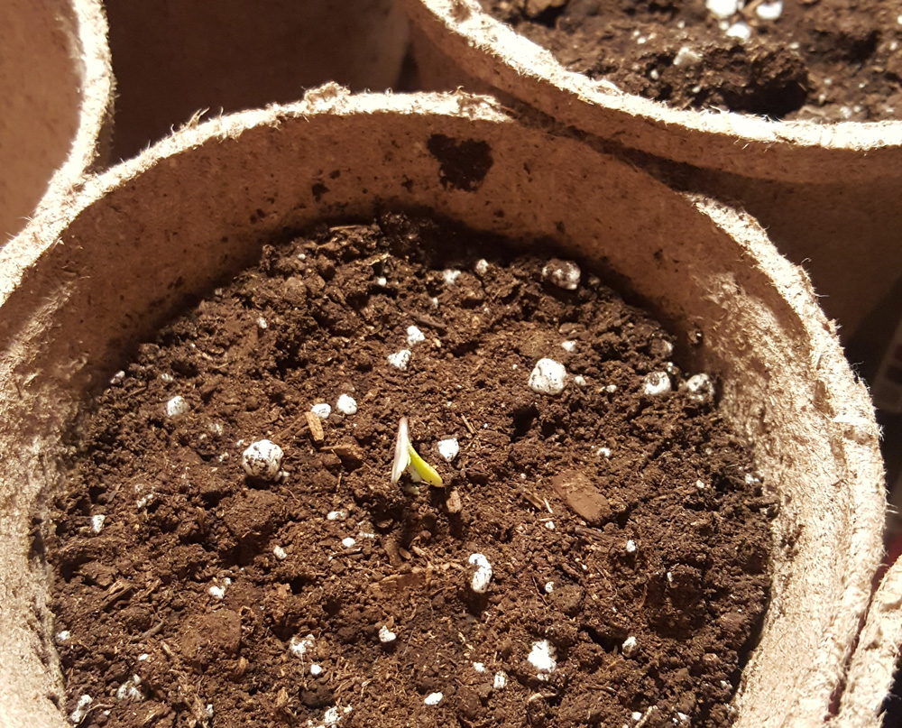 seedling sticking through the ground