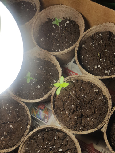 Sprout coming through taller