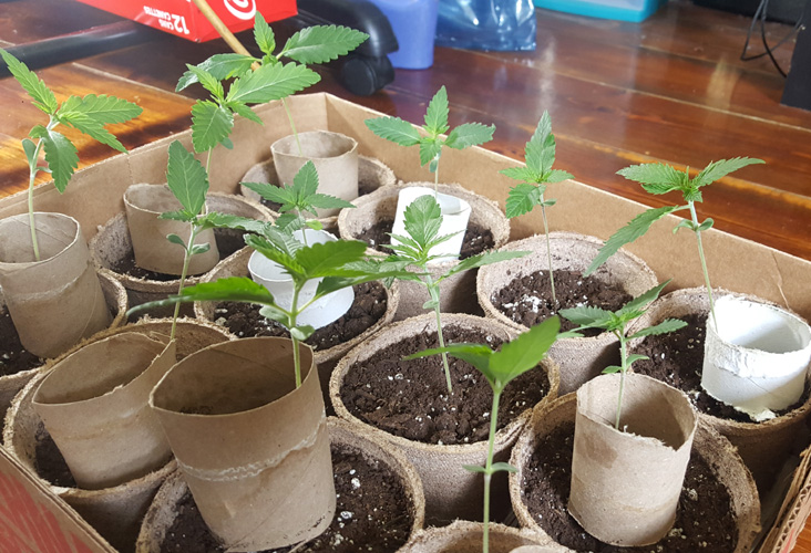 Sprout getting even taller! 3 Inches