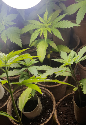 Sprout getting even taller! 3 Inches