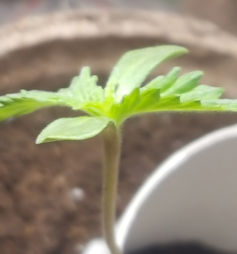 Sprout getting even taller! 3 Inches