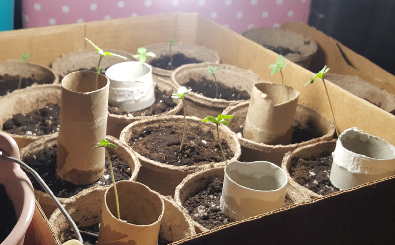 Sprout getting even taller! 3 Inches