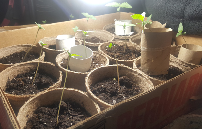 Sprout getting even taller! 3 Inches