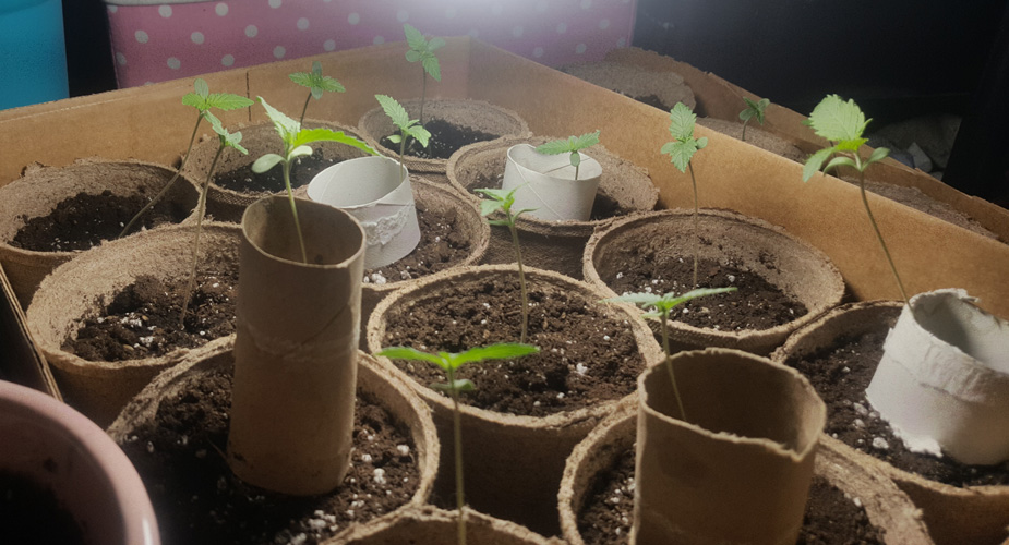 Sprout getting even taller! 3 Inches