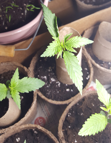 Perky 3-pronged leaf