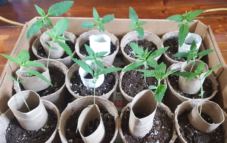 Sprout getting even taller! 3 Inches