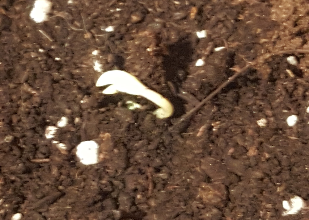 shell fallen off seedling, leaves beginning their sprout