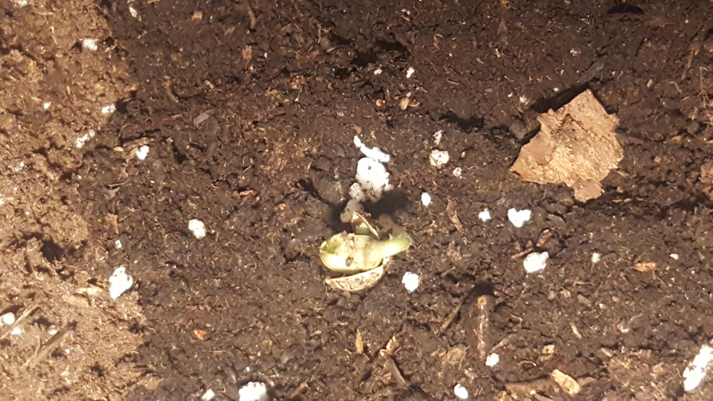 seed starting to break through next step