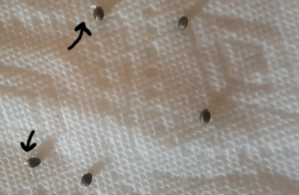 2 out of 6 seeds sprouting taproot from their shell