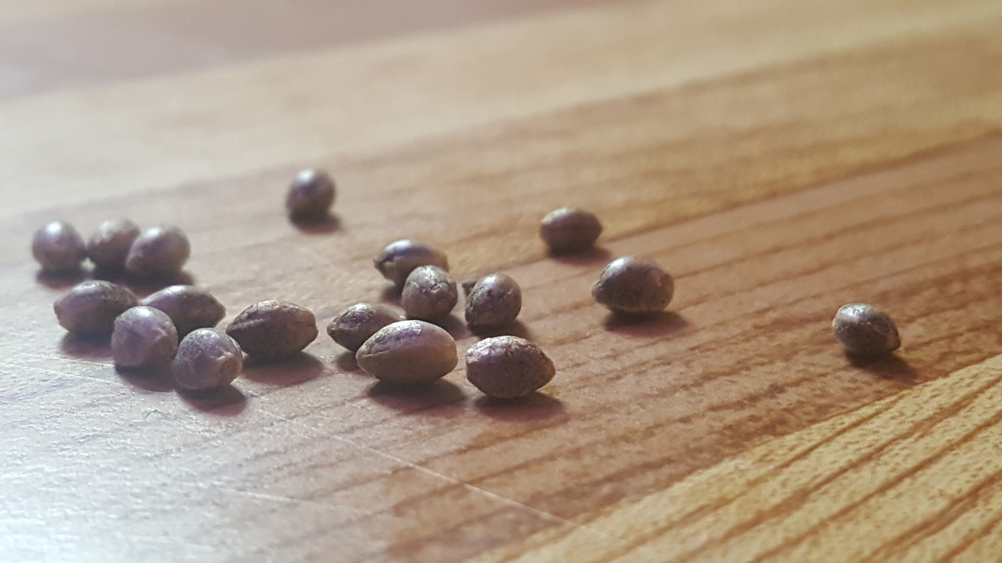 16 Seeds sitting on a table