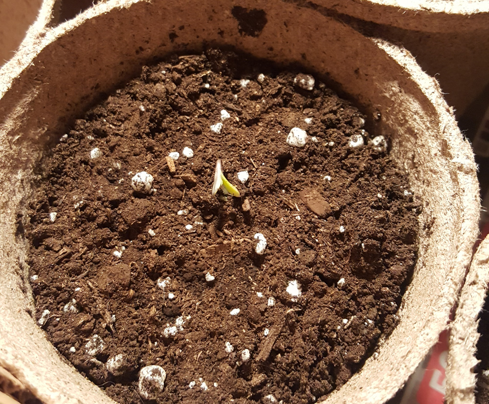 6 seeds sitting on a wet paper towel