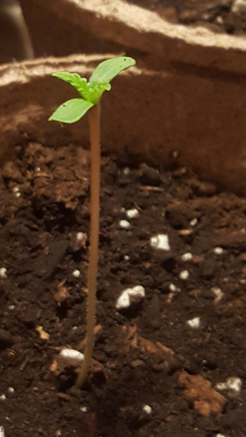 6 seeds sitting on a wet paper towel