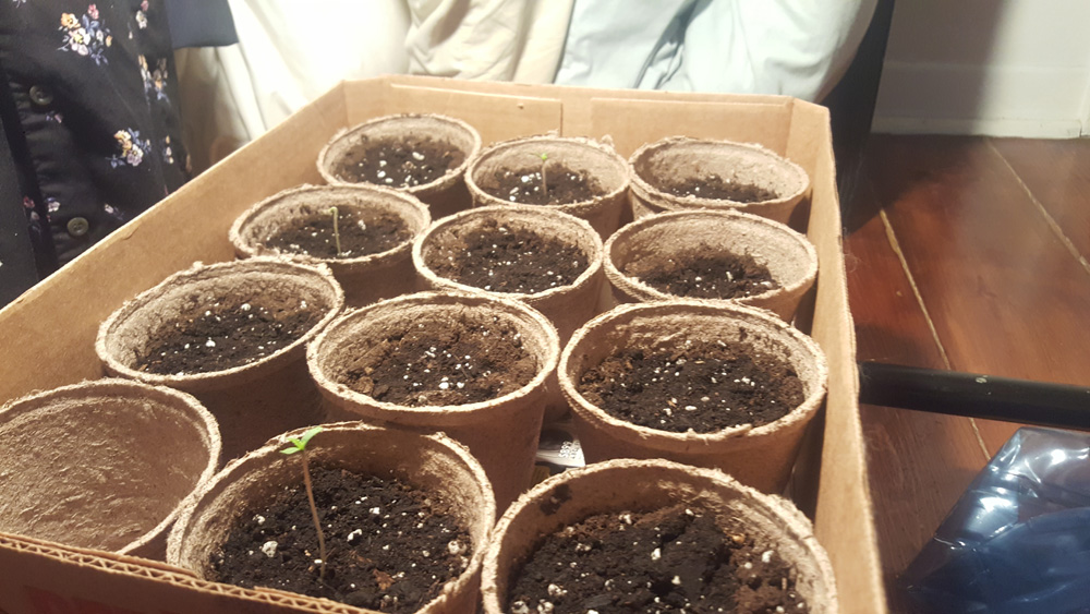 6 seeds sitting on a wet paper towel