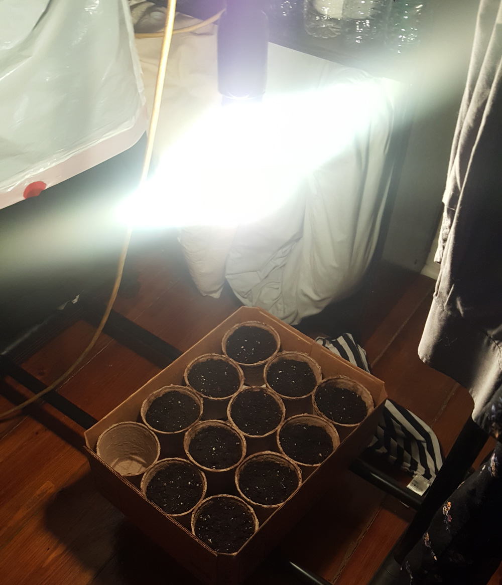 11 peat pots filled with soil sitting under a light hanging on a rack